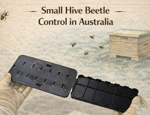 Small Hive Beetle Control for Australian Beekeepers