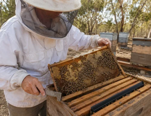 Which Small Hive Beetle Trap Should I Use? Five Questions Australian Beekeepers Ask